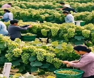 کشاورزی نوین؛ انگور پرورش دادن هر خوشه قد کله قند موقع برداشت خودشون هم تو شوک موندن