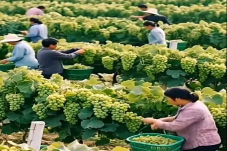 کشاورزی نوین؛ انگور پرورش دادن هر خوشه قد کله قند موقع برداشت خودشون هم تو شوک موندن