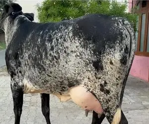 گاوهای باورنکردنی؛ گاو طفلی انقدر شیر داره توانایی راه رفتن ازش گرفته شده