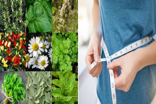 چند تا از قویترین گیاهانی که باعث لاغری میشوند / اینا رو دکترا بهت نمیگن مطمئن باش!
