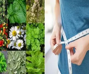 چند تا از قویترین گیاهانی که باعث لاغری میشوند / اینا رو دکترا بهت نمیگن مطمئن باش!