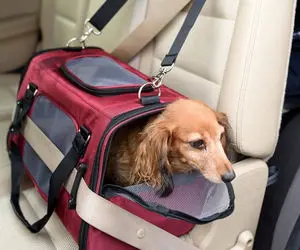  حمل حیوانات خانگی در اتوبوس