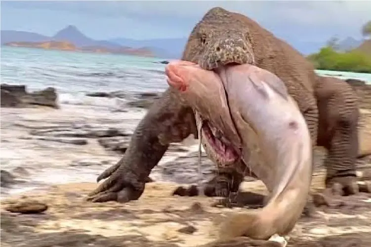 مستند حیات وحش؛ اژدهای کومودو جسد ماهی غول‌پیکر را در ساحل می‌بلعد