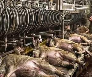 فرآوری خوک؛ خوک کریه المنظر جوشوند پشماش کز دادن بعد اسلایسی گذاشتن رو پیتزا