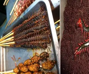 فرآوری هزارپا؛ تو گلخونه هزارپا پرورش میدن میریزن تو شربت بقیه هم سرخ میکنن