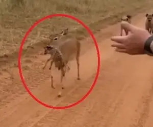 معماری طبیعت؛ آهو بچه اشو امانت سپرد به آدمه ولی کفتارا منتظر همین حرکت بودن تا...