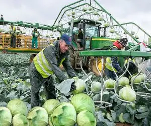 کشاورزی نوین؛ با تجهیزات مدرن کلم میکارن اندازه توپ بسکتبال با ربات برداشت میکنن