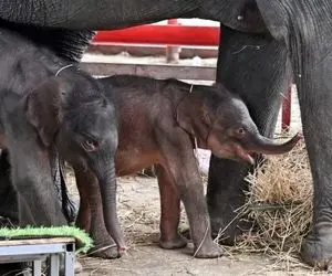 حیات وحش رازآلود؛ فیل ماده دوقلو زایید بچه دومو که دید یهو دیونه شد داشت میکشتتش