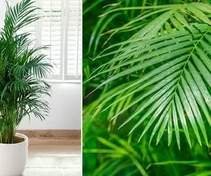 راهنمای نگهداری از نخل اریکا / شادابی و رشد سریع گیاه با رعایت نکاتی ساده