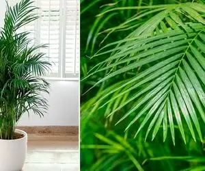 راهنمای نگهداری از نخل اریکا / شادابی و رشد سریع گیاه با رعایت نکاتی ساده