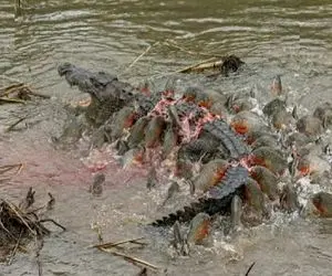 مستند حیات وحش؛ دریده شدن تمساح آفریقایی وقتی به قلمرو پیرانیاها قدم گذاشت