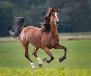 تعبیرخواب اسب، تعبیر رنگ اسب تااسب مرده