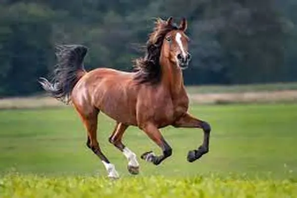 تعبیرخواب اسب