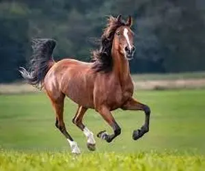 تعبیرخواب اسب، تعبیر رنگ اسب تااسب مرده