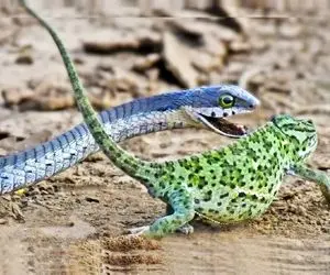 راز بقا؛ تعقیب و گریز سینمایی درست مثل هالیوود اما در طبیعت! مار گذاشته دنبال ایگوانا