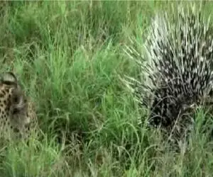 مستند حیات وحش؛ پلنگ در هوا و هوس جوجه تیغی جان باخت