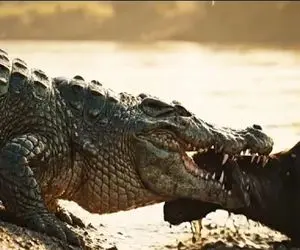 مستند حیات وحش؛ دنبال بازی بزغاله و تمساح برای بلع و بلعیده نشدن