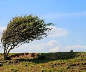 وزش باد شدید و رگبار در انتظار برخی استان‌ها