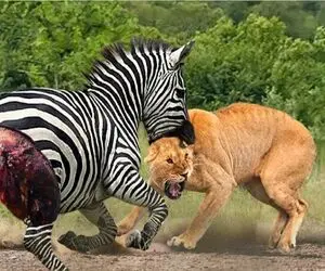 انتقام حیات وحش/کره گورخر به دست و پای شیر میپیچه اونم حقشو میزاره کف دستش