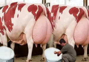 گاوهای باورنکردنی؛ گاو انقدر شیر داره از سنگینی میخوره زمین