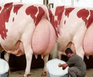 گاوهای باورنکردنی؛ گاو انقدر شیر داره از سنگینی میخوره زمین