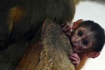 از جذابیت های حیات وحش؛ نگاه های نگران و پر از ترس بچه میمون به پلنگی که مادرشو کشت