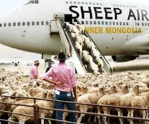 جابه‌جایی پرهیبت؛ گوسفندا برای رفتن به چراگاه ناز کردن با پرواز فرست کلاس بردنشون