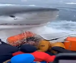 معماری طبیعت؛ نهنگ قتل عام کرد