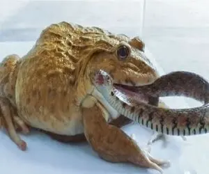 مستند حیات وحش؛ قورباغه سنگدل مار شلنگی رو زنده زنده میبلعه جگرش خنک شه