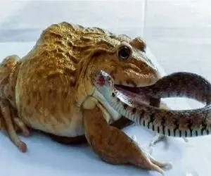 مستند حیات وحش؛ قورباغه سنگدل مار شلنگی رو زنده زنده میبلعه جگرش خنک شه