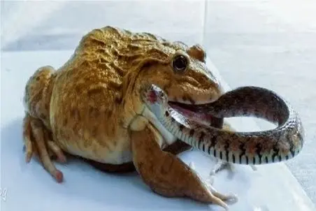 مستند حیات وحش؛ قورباغه سنگدل مار شلنگی رو زنده زنده میبلعه جگرش خنک شه