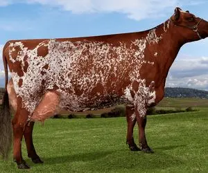 گاوداری مدرن؛ گاو هایی که خیلی مدرن بزرگ میشن واسه هر کدوم اندازه یه بونکر شیر میدن