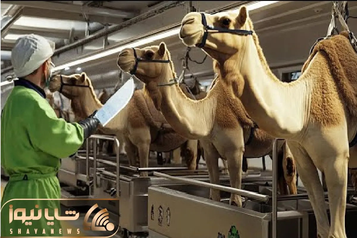 فرآوری شتر؛ بعد فرسوده کردن شتر میبرن سلاخخونه امحاء میکنن برای سینی شاه پسند