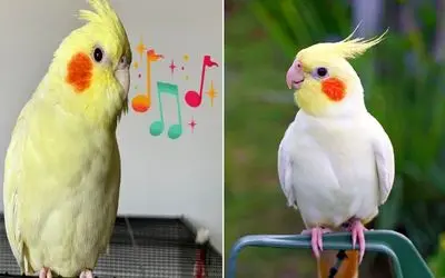 چیکار کنیم عروس هلندی آواز بخونه؟ / فقط با یه حرکت برات چهچه میزنه