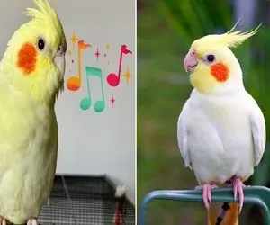 چیکار کنیم عروس هلندی آواز بخونه؟ / فقط با یه حرکت برات چهچه میزنه