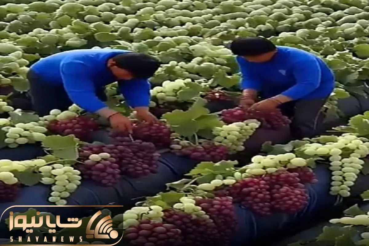 کشاورزی نوین؛ بعد از چند وقت برگشتن روستاشون دیدن زمینشون یه بار انگور داده میلیاردی