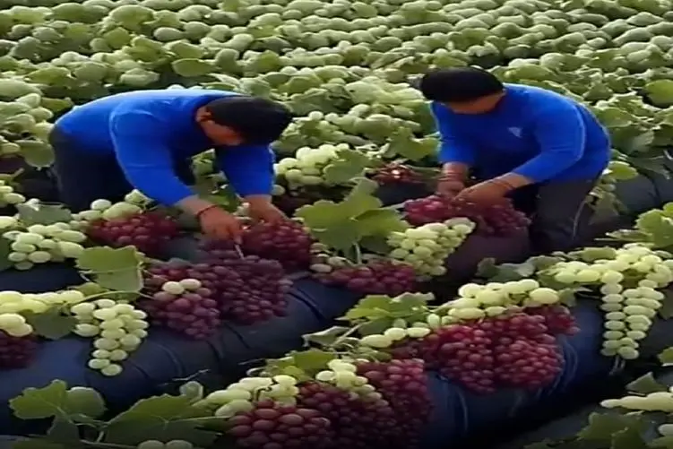 کشاورزی نوین؛ بعد از چند وقت برگشتن روستاشون دیدن زمینشون یه بار انگور داده میلیاردی