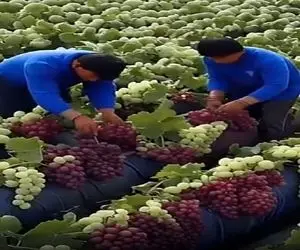 کشاورزی نوین؛ بعد از چند وقت برگشتن روستاشون دیدن زمینشون یه بار انگور داده میلیاردی