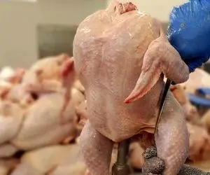 مرغ کیلویی ۸۰ هزار تومان خواهد شد!