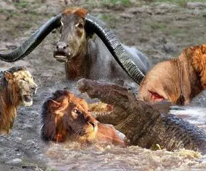 بدایع حیات وحش؛ تمساح و شیر شریر دست به یکی کردن کل یالدار و شرحه کنن ببلعن