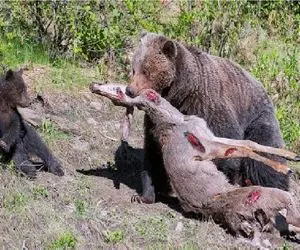 مستند حیات وحش؛ خرس قهوه ای الکی حیوونارو شکار میکنه که بچش بیاموزه