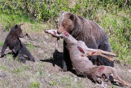 مستند حیات وحش؛ خرس قهوه ای الکی حیوونارو شکار میکنه که بچش بیاموزه