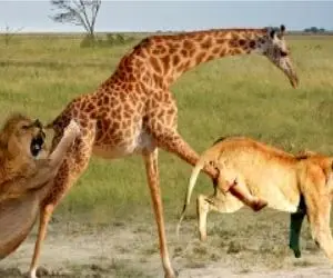 مستند حیات وحش؛ زرافه ضربه های قدرتمندش را به سمت شیر روانه کرد