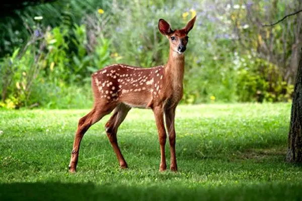 تعبیرخواب آهو