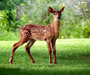 تعبیرخواب آهو،تعبیر مردن،دویدن ونگهداری آهو