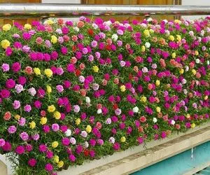 ایده های خلاقانه؛ بطری های پلاستیکی رو سوراخ کرده چسبونده به نرده توش گل کاشته