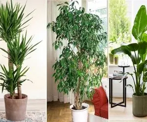 گیاهان آپارتمانی درختچه ای مناسب نشیمن لوکس تا ساده / شیک ترین انتخاب برای دکوراسیون