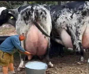 گاوهای باورنکردنی؛ گاو انقدر حجم شیرش زیاده که ندوشن گشاد گشاد راه میره