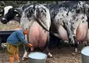 گاوهای باورنکردنی؛ گاو انقدر حجم شیرش زیاده که ندوشن گشاد گشاد راه میره