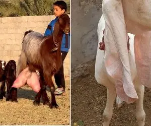 حیوانات غول پیکر؛ بز ۳۰۰ کیلویی که اندازه یک گاو هست